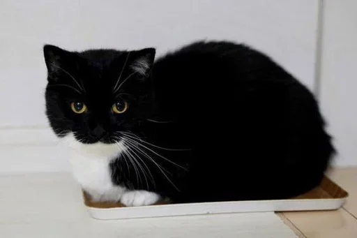 Стикер Sillycatskitties - 1