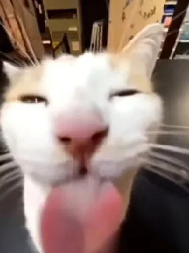 Sticker Sillycatskitties - 1