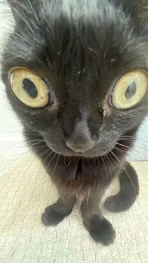 Sticker Sillycatskitties - 1