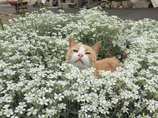 Sticker Sillycatskitties - 1