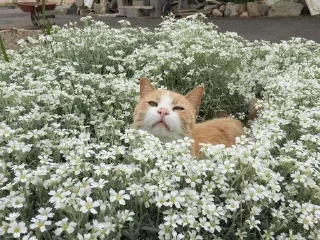 Стикер Silly cats - 1