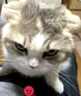 Стикер Silly cats - 0