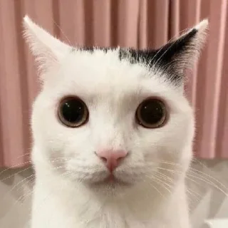 Стикер Silly cats - 10