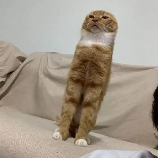 Стикер Silly cats - 3