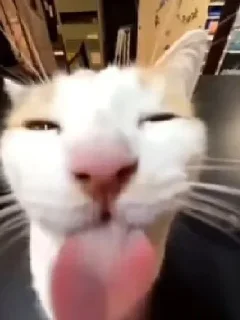 Стикер Silly cats - 11