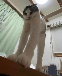 Стикер Silly cats - 9