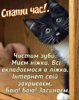 Стикер Silly cats - 6