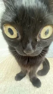 Стикер Silly cats - 7