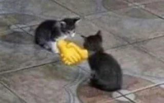 Стикер Silly cats - 5