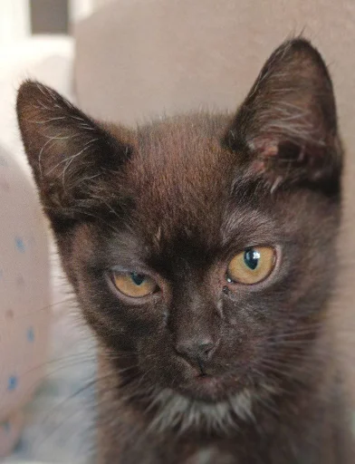 Сëма @SozdaiStickeriBot - 