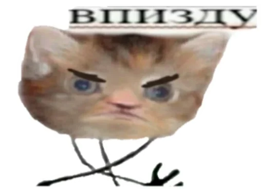 text cat small to medium-sized cats