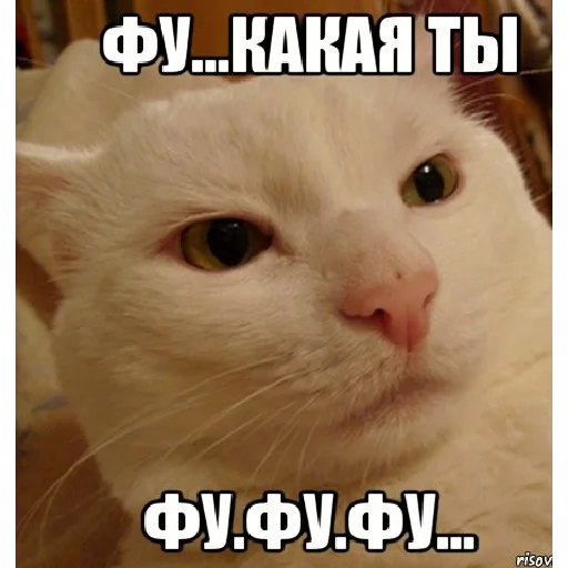 млекопитающее животное кошка