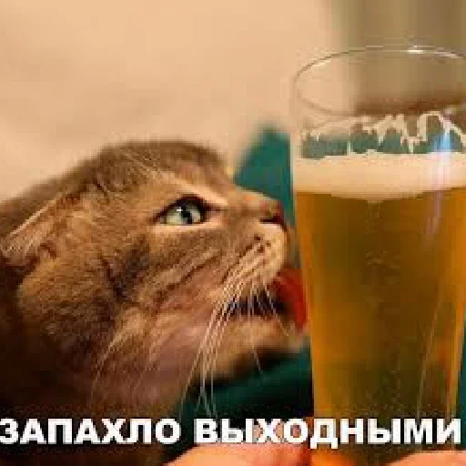 СМС пить алкогольный напиток