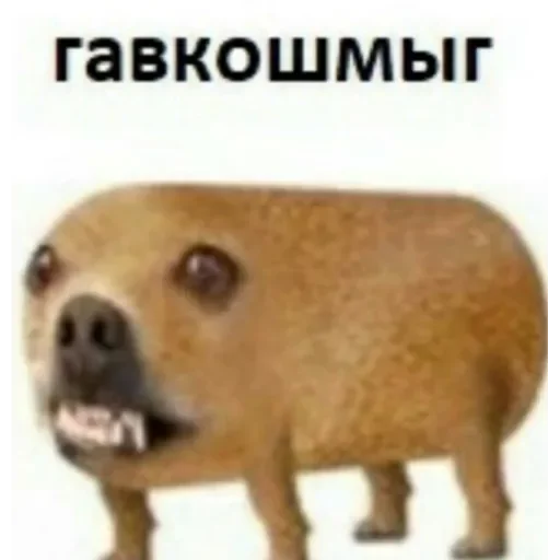 млекопитающее животное рыло