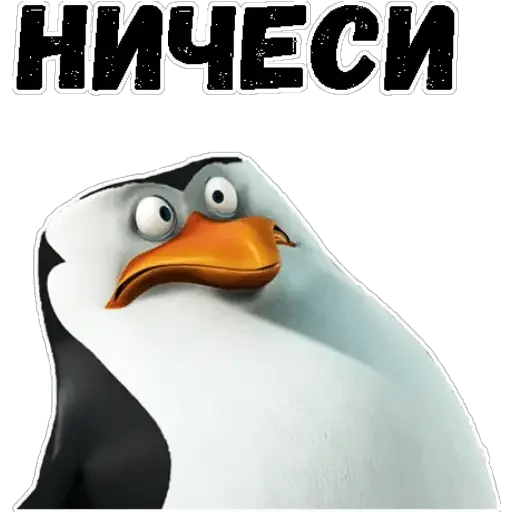 животное птица водная птица