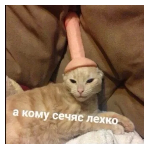 животное млекопитающее кошки малого и среднего размера