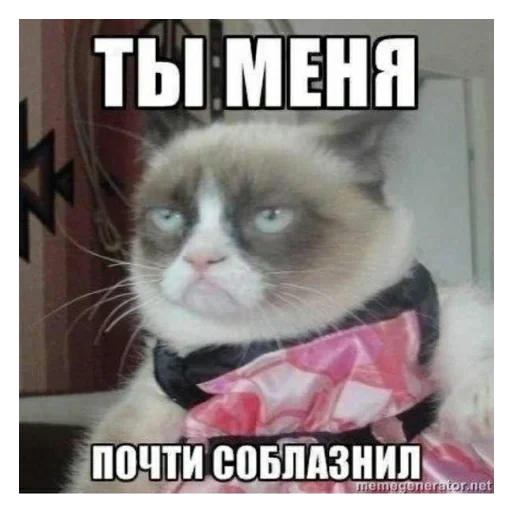 домашняя кошка кошка кошки малого и среднего размера