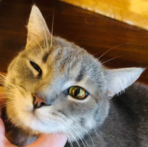 кошка кошки малого и среднего размера усы