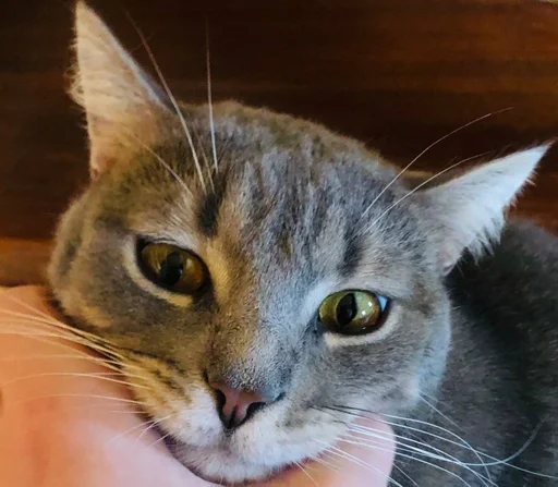 животное млекопитающее кошка