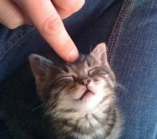 кошка домашняя кошка кошки малого и среднего размера