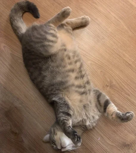 животное кошки малого и среднего размера кошачьи