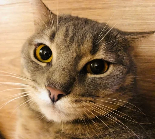 животное кошка млекопитающее