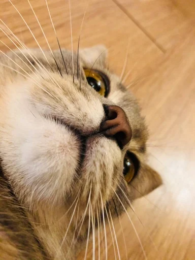 животное млекопитающее кошка