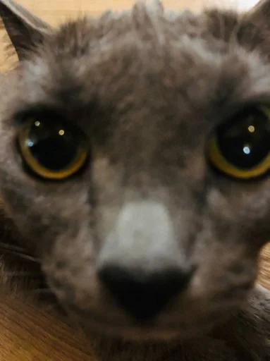 животное мех кошки малого и среднего размера