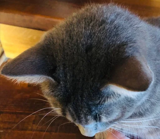 животное млекопитающее кошки малого и среднего размера