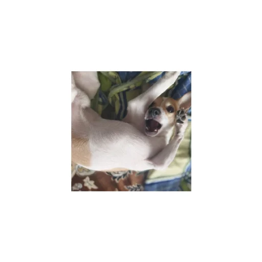 Sticker Симпо - 0