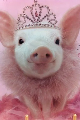 свинья рыло игрушка