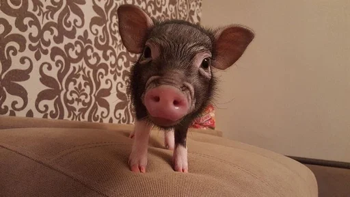 млекопитающее животное комнатный