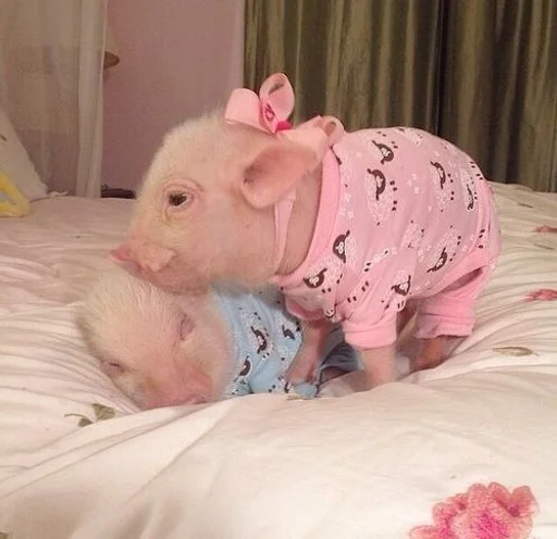 млекопитающее комнатный животное