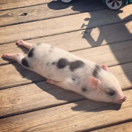 животное млекопитающее земля