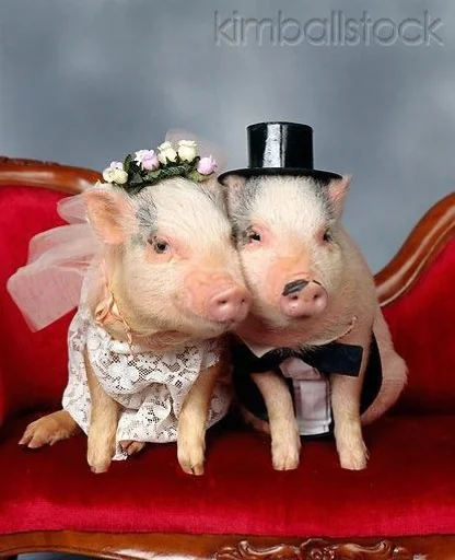 млекопитающее животное свинья