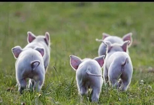 трава млекопитающее животное