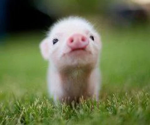 млекопитающее животное трава