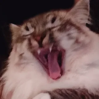 Стикер Сири - 1