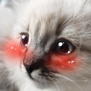 Стикер Сири - 4