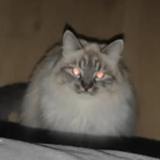 Стикер Сири - 6