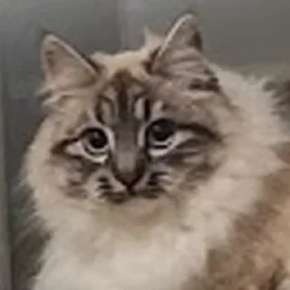 Стикер Сири - 10