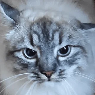 Стикер Сири - 9