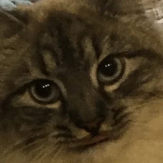 Стикер Сири - 8