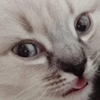 Стикер Сири - 5