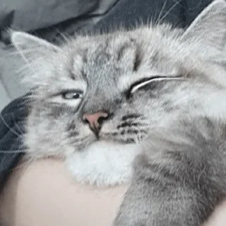 Стикер Сири - 2