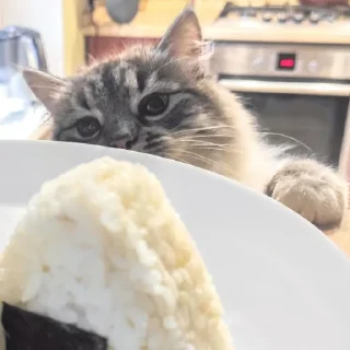 Стикер Сири - 0