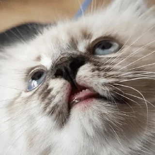 Стикер Сири - 7