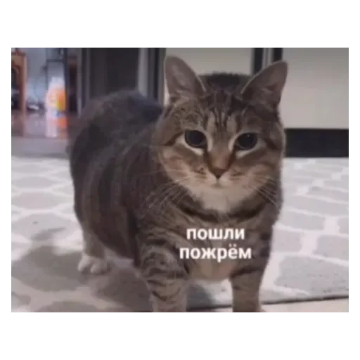 animal mammal domestic cat