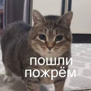 Стикер Мемы - 6