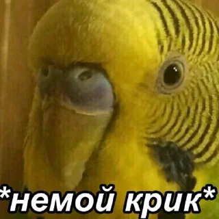 Стикер Мемы - 1